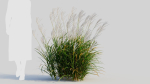 Miscanthus sinensis d