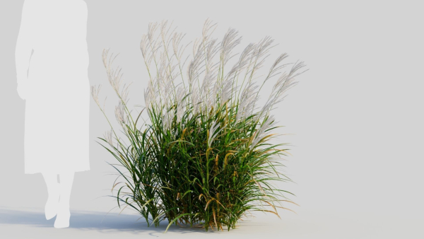 Miscanthus sinensis d