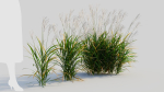 Miscanthus sinensis d