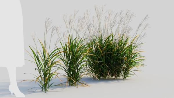 Miscanthus sinensis d