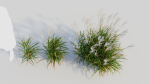 Miscanthus sinensis d
