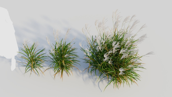 Miscanthus sinensis d