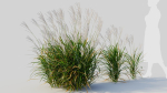 Miscanthus sinensis d