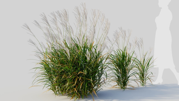 Miscanthus sinensis d