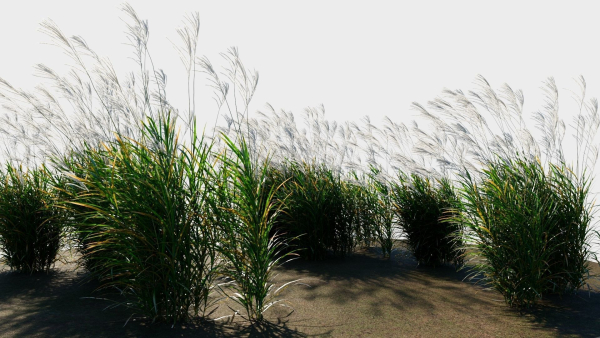 Miscanthus sinensis d