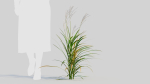 Miscanthus sinensis d