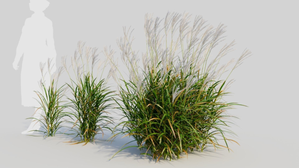 Miscanthus sinensis d