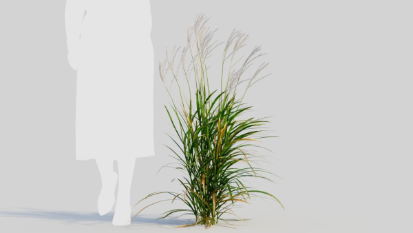 Miscanthus sinensis d