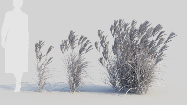 Miscanthus sinensis d