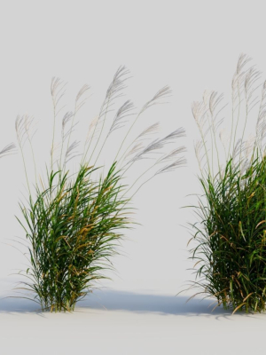 Miscanthus sinensis e