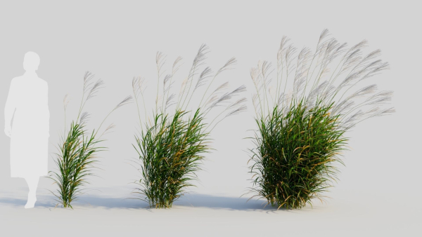 Miscanthus sinensis e