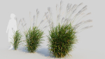 Miscanthus sinensis e