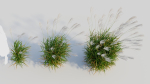 Miscanthus sinensis e