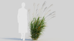 Miscanthus sinensis e