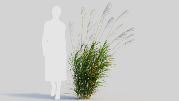 Miscanthus sinensis e