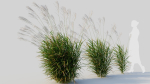 Miscanthus sinensis e