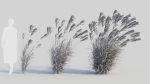 Miscanthus sinensis e