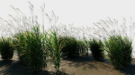 Miscanthus sinensis e