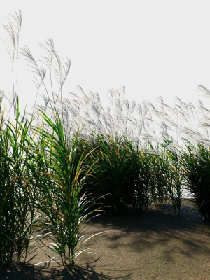 miscanthus-sinensis-e-3d-model-c2072e44e1