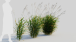Miscanthus sinensis e