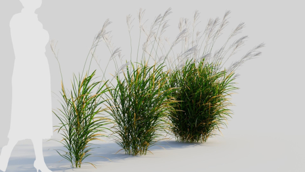 Miscanthus sinensis e
