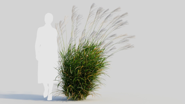 Miscanthus sinensis e