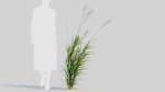 Miscanthus sinensis e