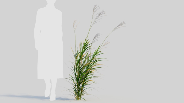 Miscanthus sinensis e