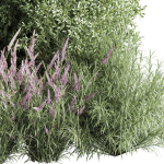 mixed plant and bush 01