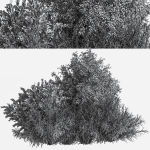 mixed plant and bush 01