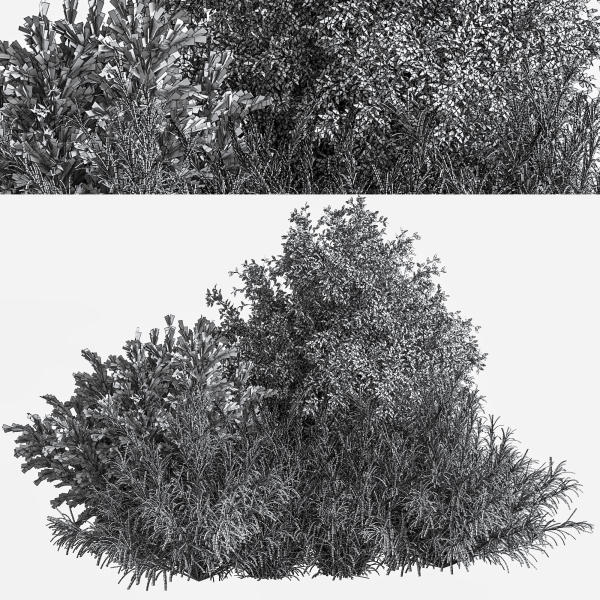 mixed plant and bush 01