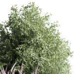 mixed plant and bush 01