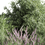 mixed plant and bush 01