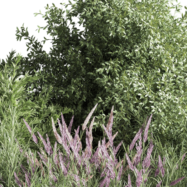 mixed plant and bush 01