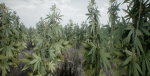 Mobile Optimized Cannabis