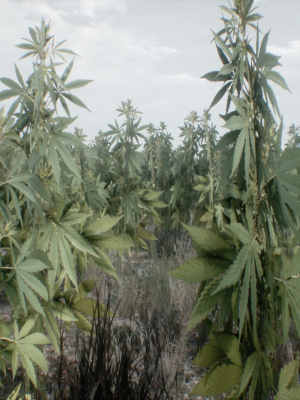 mobile-optimized-cannabis-3d-model-low-poly-obj-fbx