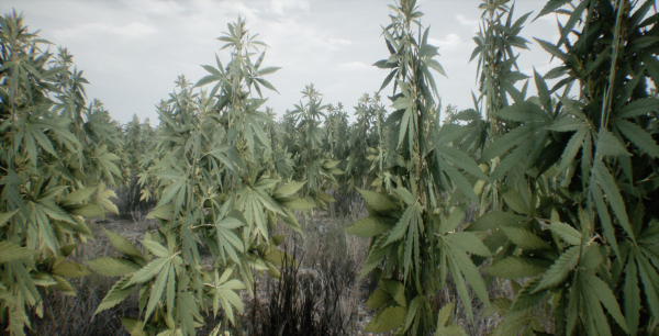 Mobile Optimized Cannabis