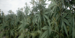 Mobile Optimized Cannabis