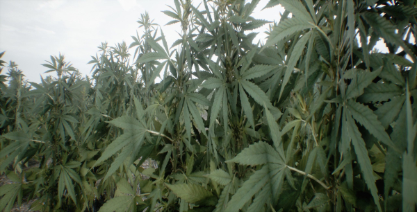 Mobile Optimized Cannabis