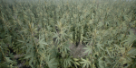 Mobile Optimized Cannabis