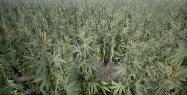 Mobile Optimized Cannabis