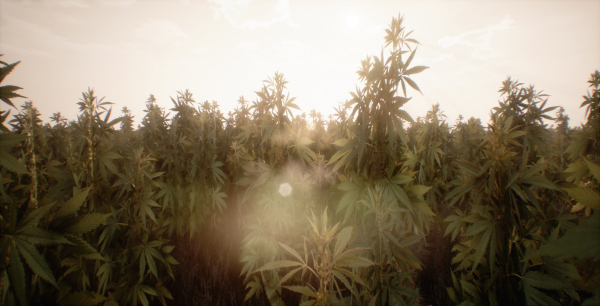 Mobile Optimized Cannabis