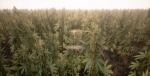 Mobile Optimized Cannabis