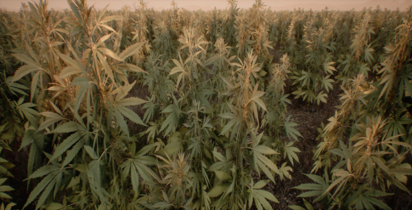 Mobile Optimized Cannabis