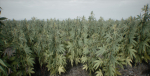 Mobile Optimized Cannabis