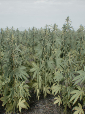 Mobile Optimized Cannabis
