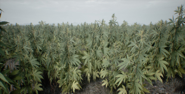 Mobile Optimized Cannabis