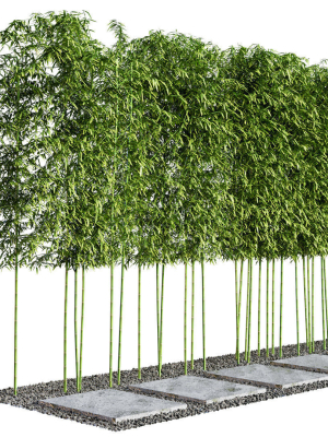 Modern Courtyard 03 - PBR - 4k - Bamboo Path