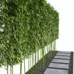 Modern Courtyard 03 - PBR - 4k - Bamboo Path
