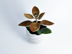 Modern PLANT POT Diluvian for succult planters to big pots
